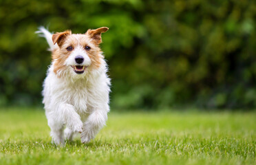 Playful happy smiling pet dog running, walking in the grass and listening ears