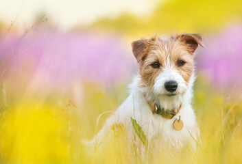 Cute pet dog puppy sitting in herb flower grass field and listening ears in summer
