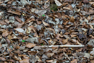 Forest floor made of dirt, mulch and dead leaves with a small, barely recognizable slow worm 