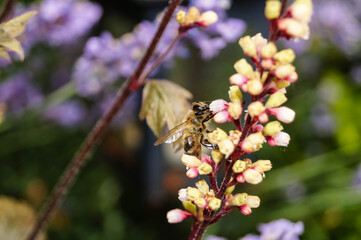 Honigbiene auf einer Blume