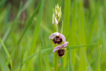 Bee orchid (Ophrys apifera) - a wild orchid rare in Germany (Kaiserstuhl, South-west Germany)