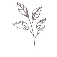 branch with leafs