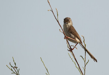 Plain Prinia perched on a bush at hamala, Bahrain
