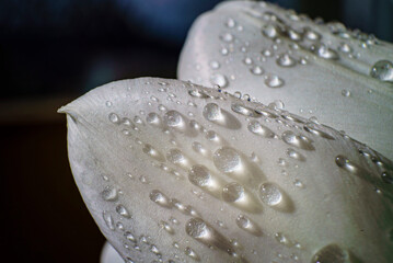 Gros plan de gouttes d'eau de pluie brillant comme des diamants sur les pétales d'une tulipe...