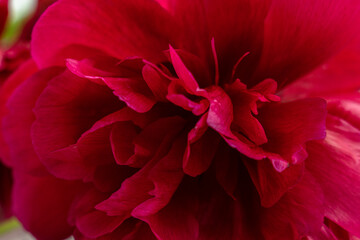 Beautiful red peony flower on white background. Side view