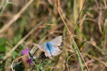 Chalk hill blue butterfly (Polyommatus coridon)