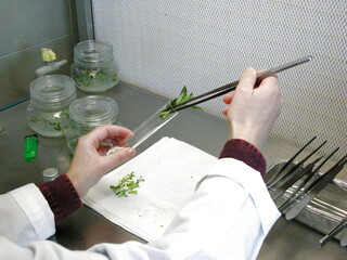 Micro plants in a laboratory of biotechnology for in vitro cultivation - obrazy, fototapety, plakaty