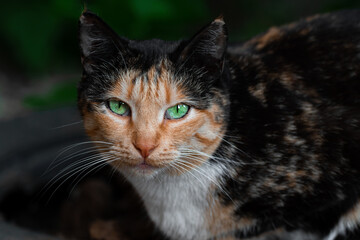 A large portrait of a beautiful stray cat of three-color colored black red and white with expressive bright green eyes against the dark greenery outside on the street. High quality photo