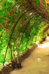 Archway. Path covered with plants like a tunnel in the gardens of Guell Park. Architecture Details by Antonio Gaudi, Barcelona, Spain.