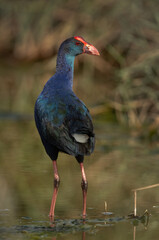 Grey-headed Swamphen at Asker Marsh, Bahrain