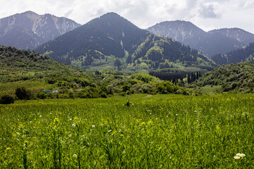 Fototapeta premium landscape with grass
