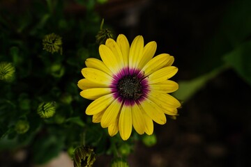 African yellow daisy with purple center - perennial flowers with copy space