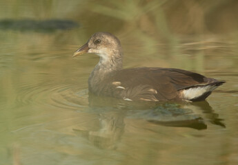 Juvenile Common Moorhen at Asker marsh, Bahrain