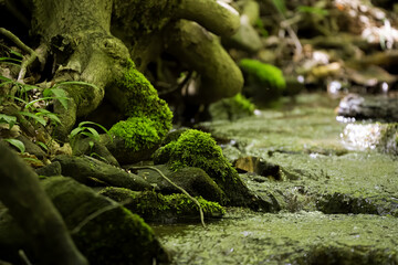 details of nature on a walk yesterday