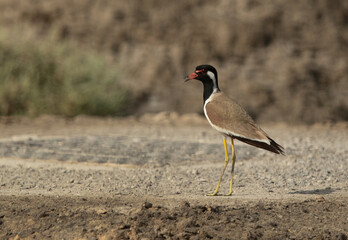 Red-wattled lapwing at Asker marsh, Bahrain