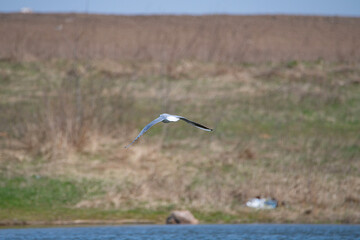 Beautiful seagulls fly over the water near the shore.