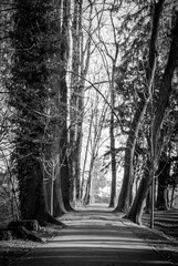 Trees in a park with rays of light and shadows on the ground. Black and white image. of a park alley.