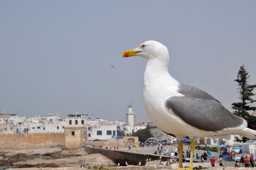 Gaviota en el puerto pesquero de la ciudad de Esauira, en la costa atlántica Marruecos