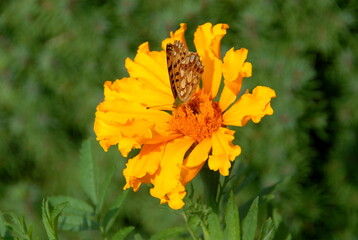 Studentenblume mit Schmetterling