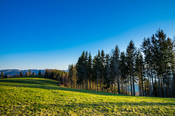 Obraz premium Germany, Warm orange sunlight shining on green meadows and trees at edge of the forest in schwarzwald nature landscape under blue sky