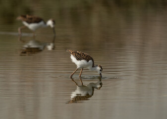 Juvenile Black-winged Stilt feeding at Asker marsh