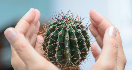 Female palms are wrapped around a prickly cactus. Concept - to calm down an irritated person