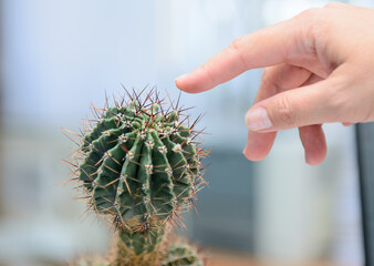 
The woman touched the cactus needles with her finger. Concept - to feel the danger