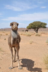 Camello en un paisaje desértico del sur de Marruecos