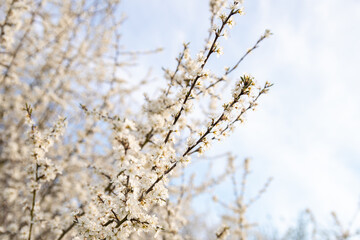 Spring blackthorn flower