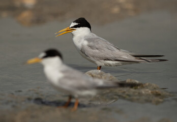 Selective focus on the back Juvenile Little Tern at Asker marsh, Bahrain