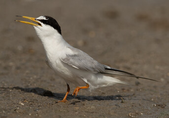 A hungrey Juvenile Little Tern calling at Asker marsh, Bahrain