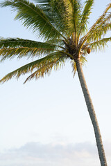 coconut tree in warm paradise vacation