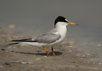Portrait of a Juvenile Little Tern at Asker marsh, Bahrain