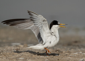 A hungry Juvenile Little Tern calling at Asker marsh, Bahrain