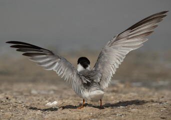 Juvenile Little Tern at Asker marsh, Bahrain