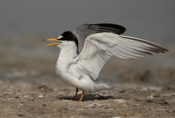 Closeup of a Juvenile Little Tern at Asker marsh, Bahrain