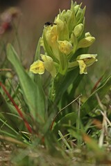 Holunder-Knabenkraut (Dactylorhiza sambucina) mit Märzfliege (Bibio marci)