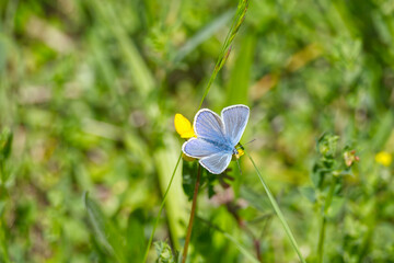 Silver-studded blue (Plebejus argus) butterfly perched on yellow flower in Zurich, Switzerland