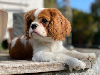 Cavalier King Charles Spaniel Welpe Blenheim entspannt liegend