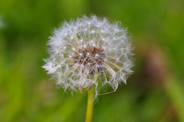Fototapeta premium A single dandelion clock in its post flowering state