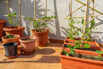 View of an urban garden with plastic pots planted with cucumber, tomato, pepper and pea plants