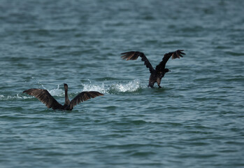 A pair of Socotra cormorants flying at Busaiteen coast, Bahrain