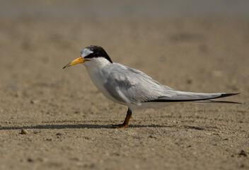Portrait of a Saunders’s tern at Busiateen coast, Bahrain