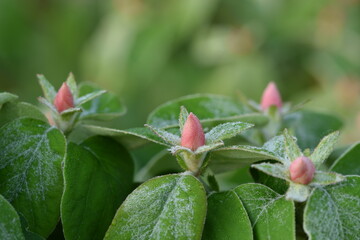 Quince pink buds in dew, Cydonia oblonga buds and leaves on water drops.