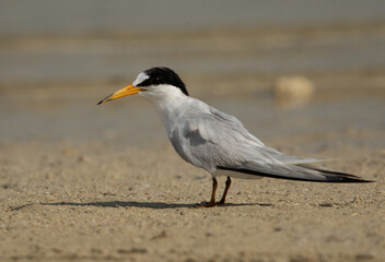 Closeup of a Saunders’s tern at Busiateen coast, Bahrain