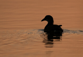 Common Coot at Asker marsh during sunset, Bahrain