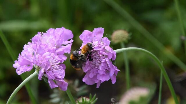 Closeup of hoverflies (Volucella bombylans) mating on the flower of field scabious