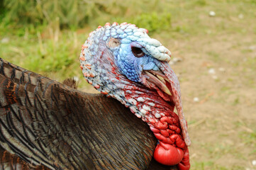 Artisan Gold Turkey