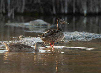 Garganey at Asker marsh in the evening hours, Bahrain