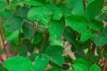 Large black and yellow dragonfly sitting on a green leaf